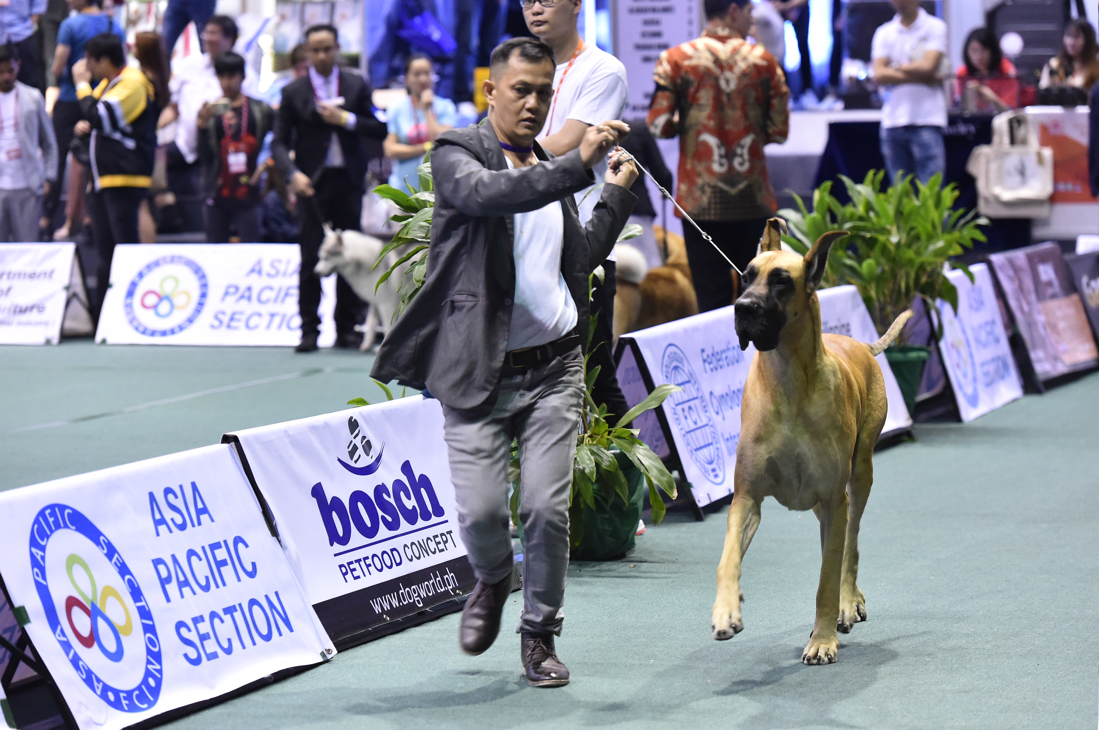 PCCI Philippine Circuit 2019 holds successful ‘Asia’s Biggest Dog Show’